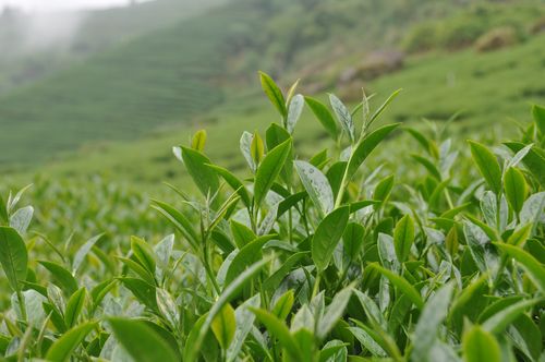 網上買茶靠譜嗎？怎樣才能在網上買到好茶？看完漲知識了