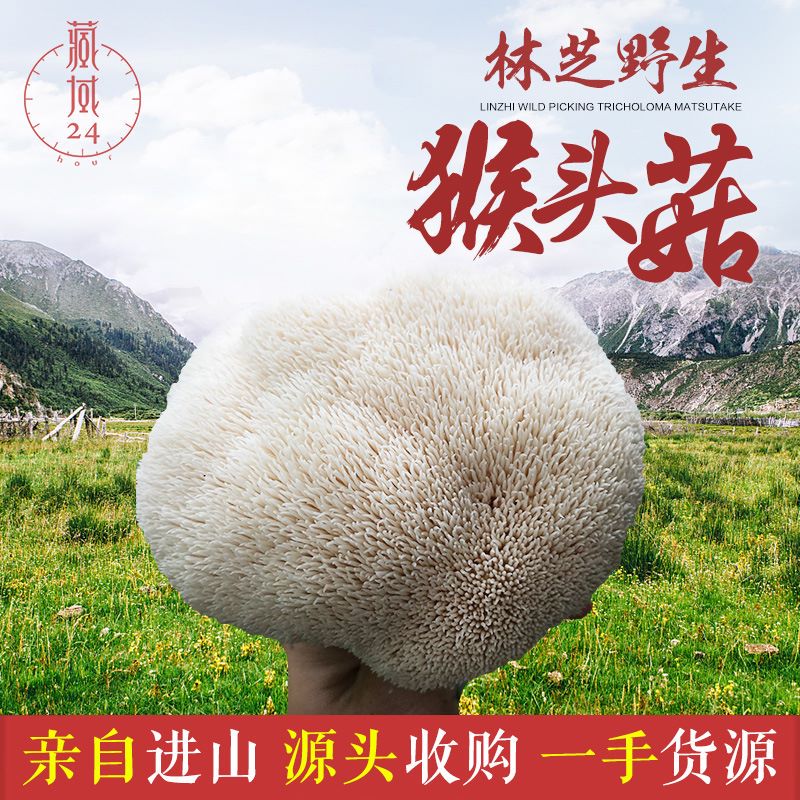 野生猴頭菇需要多少錢一斤？猴頭菇哪里有賣？