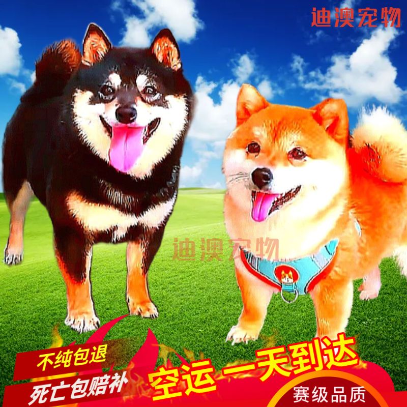 原創為什么柴犬很貴？哪里可以買到高性價比的柴犬？